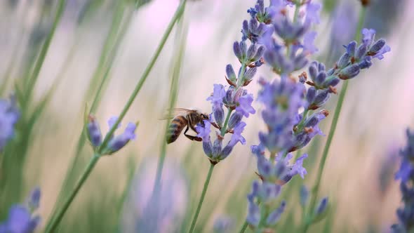 Bees in the Lavender Field alt