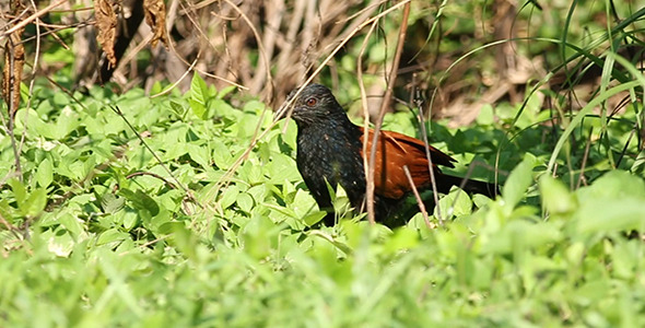 Crow Pheasant (Centropus sinensis)
