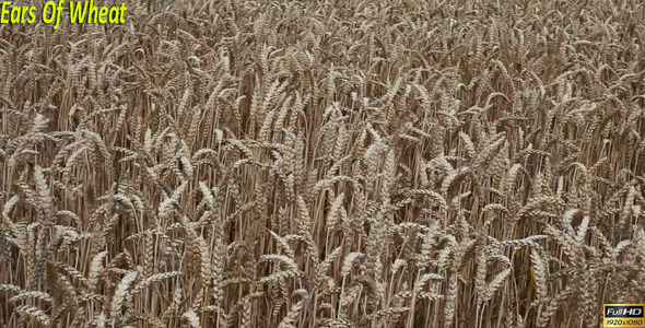 Ears Of Wheat alt
