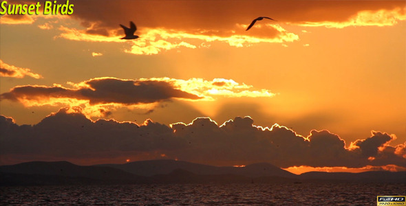 Sunset Birds