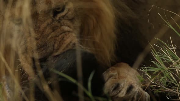 Male Lion Eating