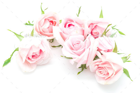 pink rose - Stock Photo - Images