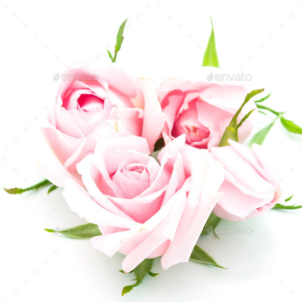 pink rose - Stock Photo - Images