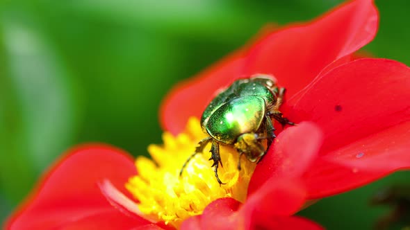 Cetonia Aurata on the Red Dahlia Flower alt