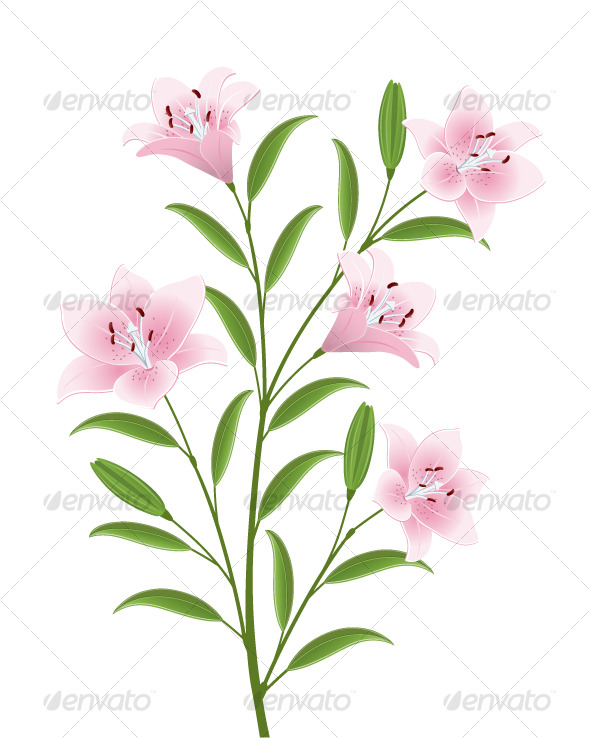 Isolated image of a flowers