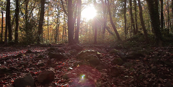 Sunny Autumn Forest alt