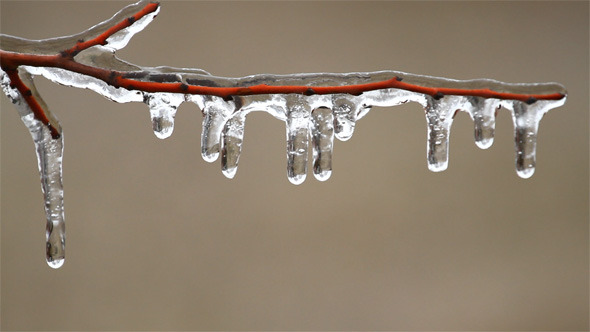 Frozen Icicles on the Tree 