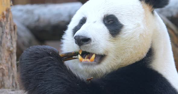 Giant Panda Ailuropoda Melanoleuca also Known as the Panda Bear alt