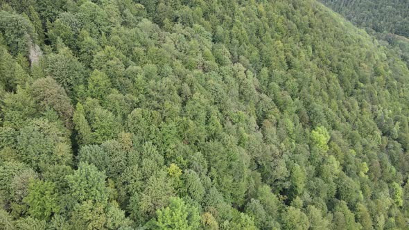 Forest in the Mountains. Aerial View of the Carpathian Mountains in Autumn. Ukraine alt