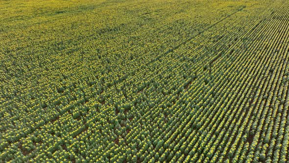 Sunflowers on a Farm to be for Harvested into Oil and Seeds alt