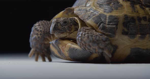 Cute Tortoise is Looking Around Studio Footage of an Exotic Wildlife alt