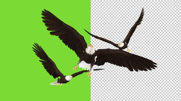 3 Bald Eagles Flying Over Screen - Transparent and Green alt
