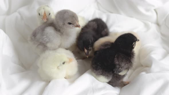 little baby chickens sleeping or fallen asleep on white,grey blanket,coverlet in bedroom.adorable alt