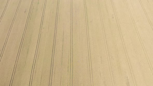 Above the wheat field crop from 4K aerial footage
