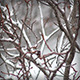 Winter Tree - VideoHive Item for Sale