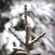 Winter Pine - VideoHive Item for Sale