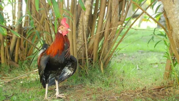 Rooster Standing With Tall Grass In The Background