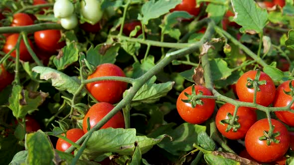 Branch of Red Ripe Berries of Cherry Tomatoes on a Bush Growing on a Bed of a Farm Field alt