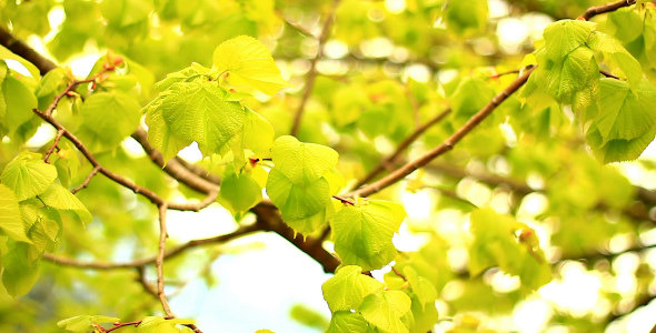 Green Branch of Linden alt