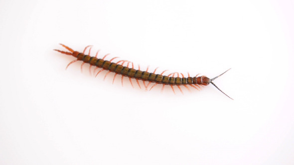 Centipede Isolated alt
