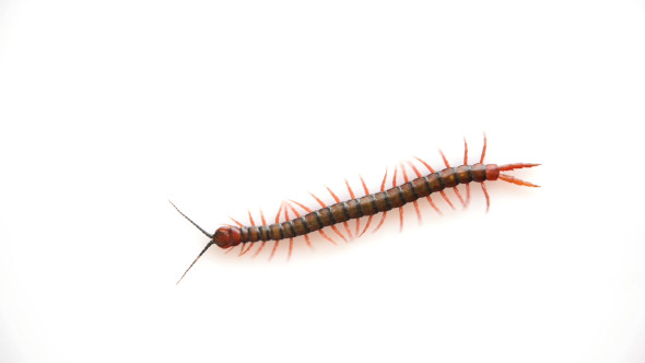 Centipede Isolated alt