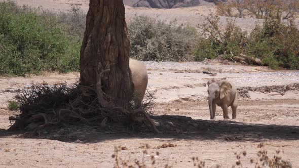 Elephant with her calf walking together to the shade of a tree alt