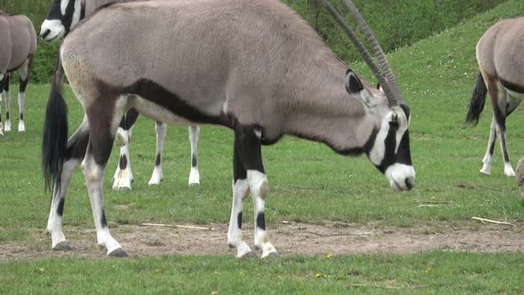 South African oryx (Oryx gazella), beautiful antelope