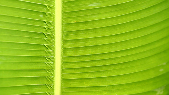 Green Leaf In Nature 242