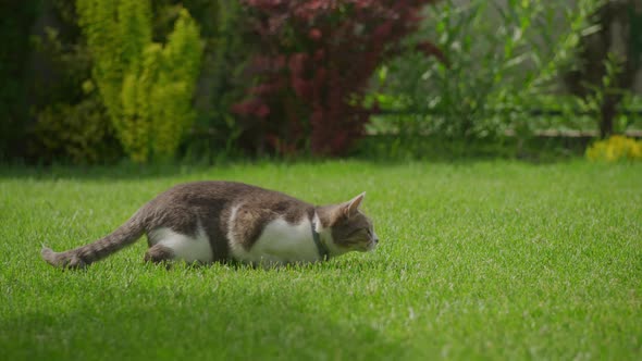 White Tabby Domestic Cat Attacks in the Green Grass Lawn in Backyard alt
