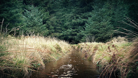 Stream Through Woods alt