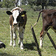 Calves 02 - VideoHive Item for Sale