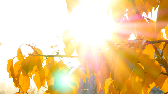 Sun Shining Through Autumn Leaves alt