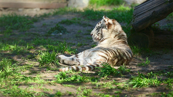 Tired Little Hunter alt