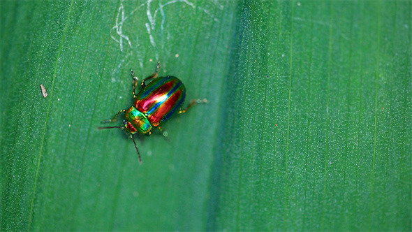 Chrysolina Americana alt
