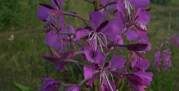 Violet Flower 3