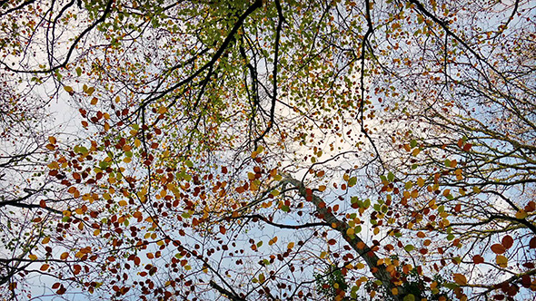 Overhead Trees With Colorful Leaves alt