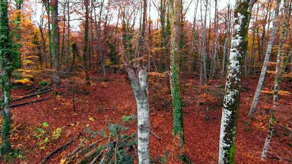 Autumn Aerial Up to the Top of the Beech Trees alt