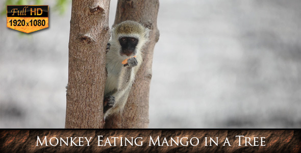 Monkey Eating Mango in a Tree