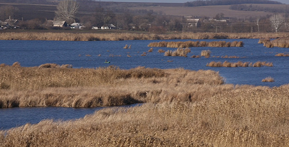 Reeds on Lake