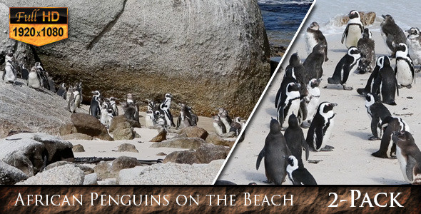 African Penguins on the Beach