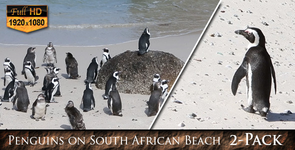 Penguins on South African Beach