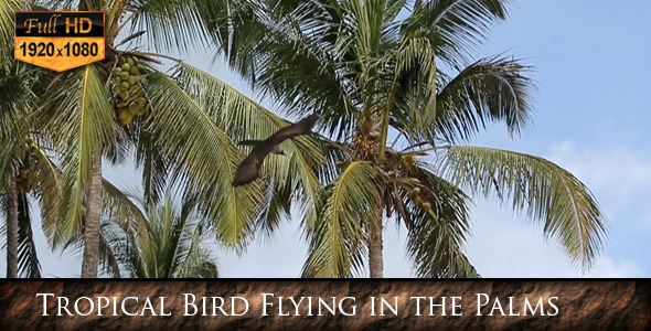 Tropical Bird Flying in the Palms