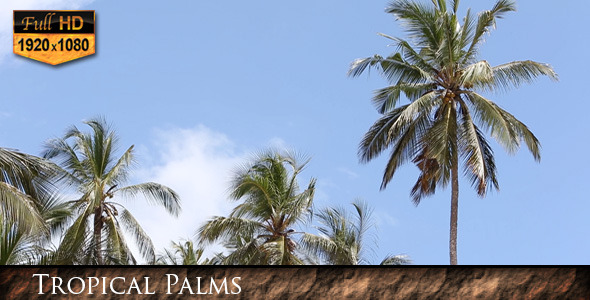 Tropical Palms