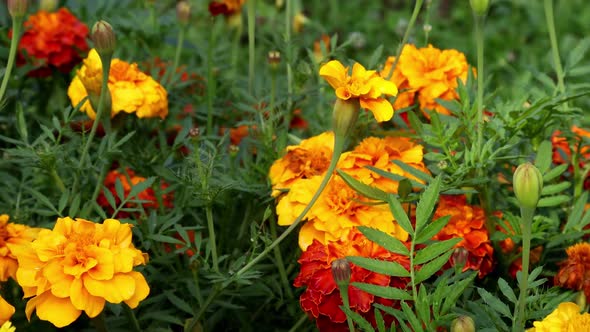 Marigolds are One of the Most Beautiful Flowers