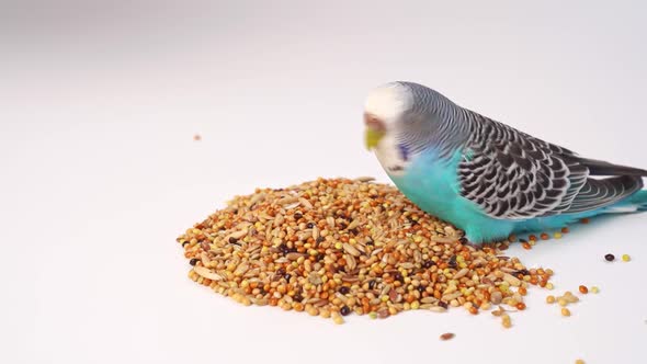 Blue Wavy Parrot Eats Bird Food on a White Background alt