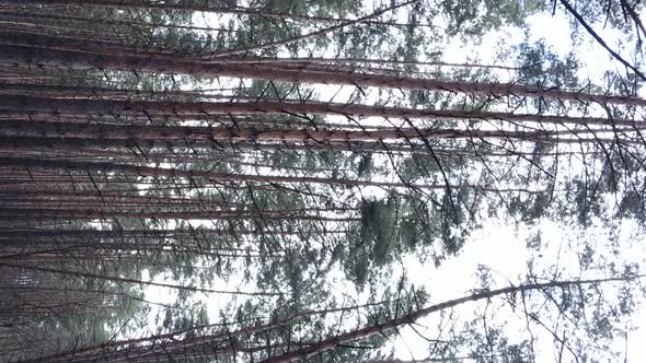 Vertical Video of Trees in a Pine Forest Slow Motion alt