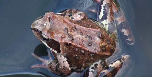Frog in the Water 3