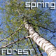 Spring Forest Spring Forest - VideoHive Item for Sale