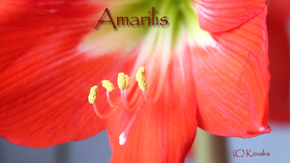Amaryllis Flower 2