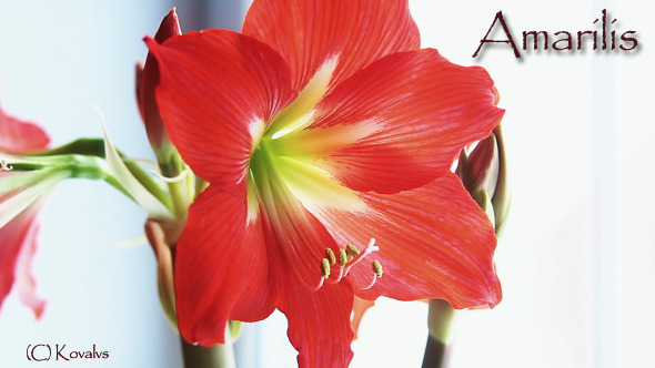 Amaryllis Flower 3